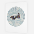 Ducks of Round Lake Card